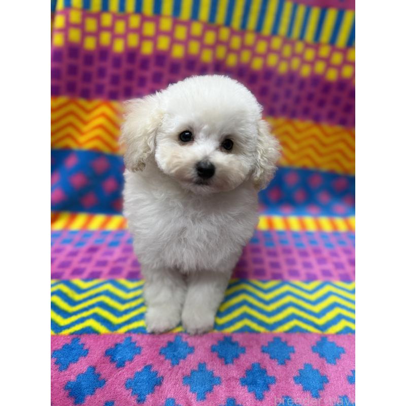 販売中の大阪府のティーカッププードル-438423の2枚目