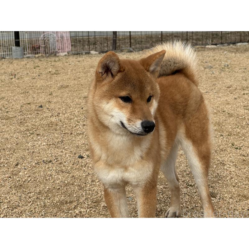 販売中の岡山県の柴犬-386668の4枚目