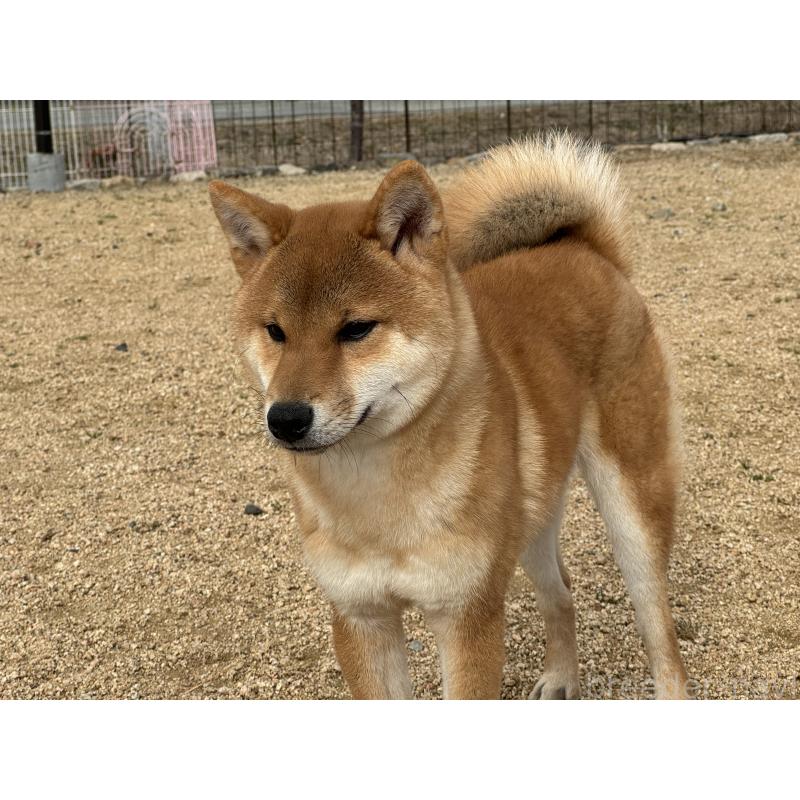 販売中の岡山県の柴犬-386668の3枚目