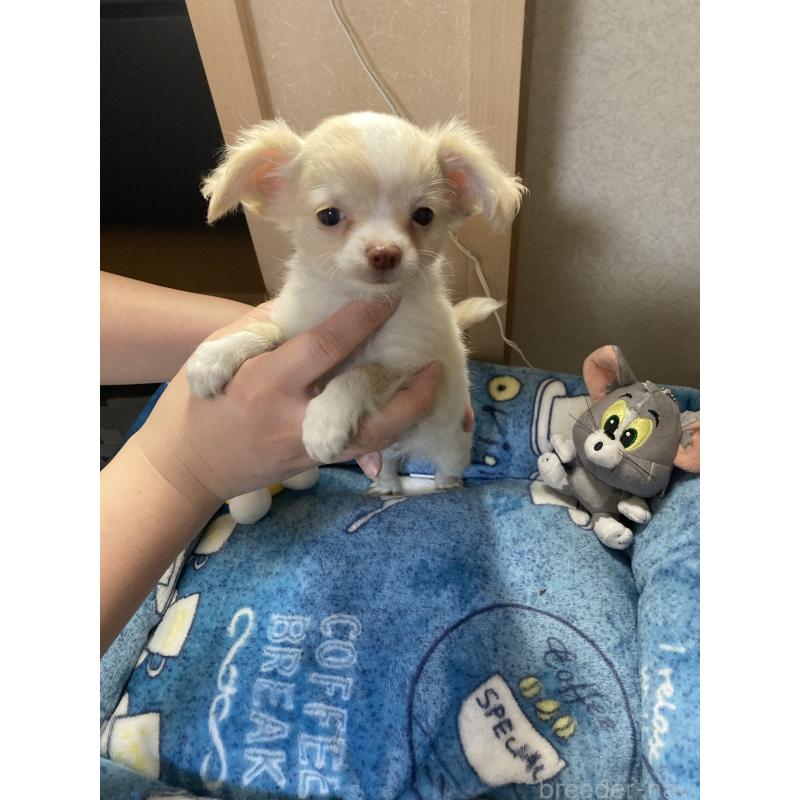 販売中の千葉県のチワワ(ロングコート)-438424の15枚目