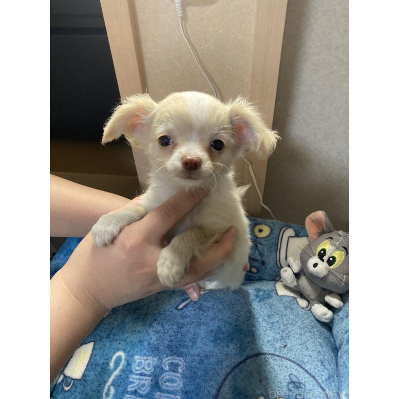 販売中の千葉県のチワワ(ロングコート)-438424の14枚目