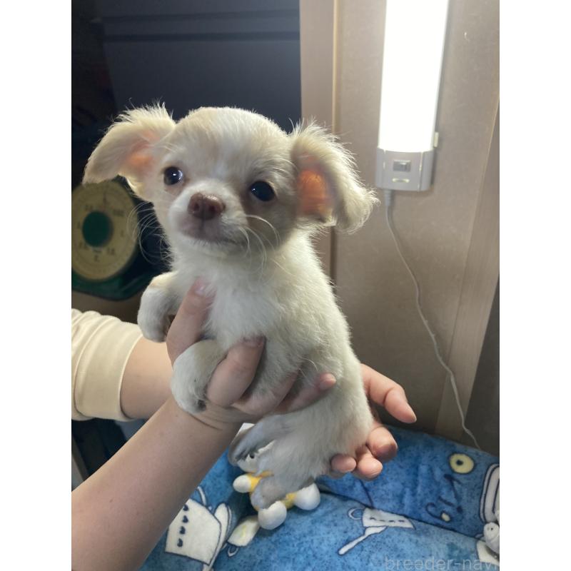 販売中の千葉県のチワワ(ロングコート)-438424の13枚目