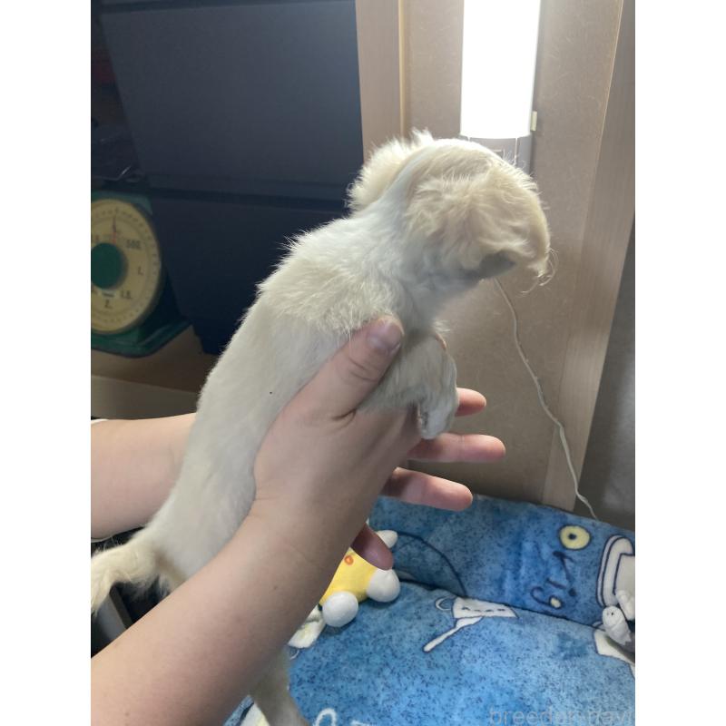 販売中の千葉県のチワワ(ロングコート)-438424の12枚目