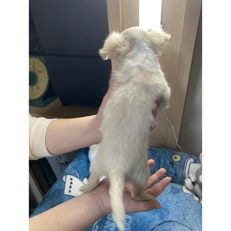 販売中の千葉県のチワワ(ロングコート)-438424の11枚目