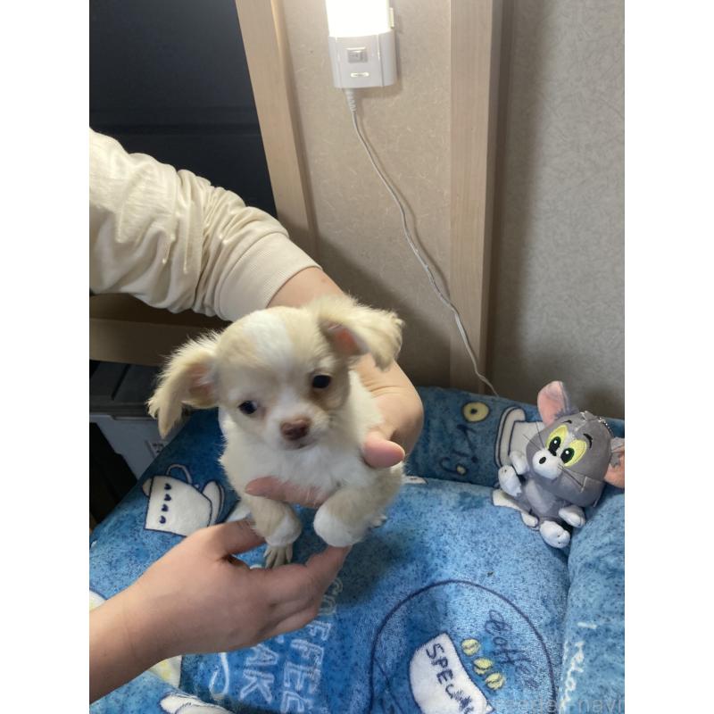 販売中の千葉県のチワワ(ロングコート)-438424の9枚目