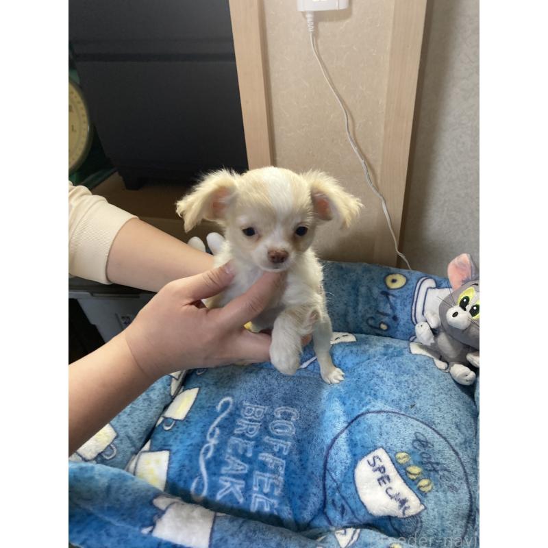 販売中の千葉県のチワワ(ロングコート)-438424の8枚目