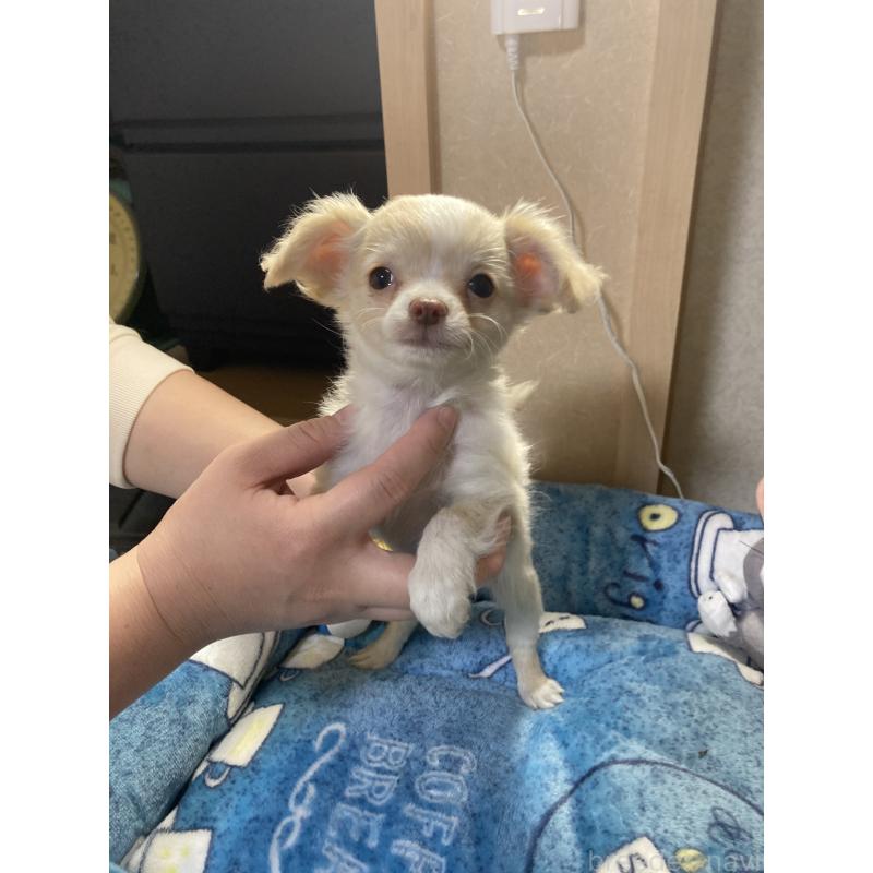 販売中の千葉県のチワワ(ロングコート)-438424の7枚目