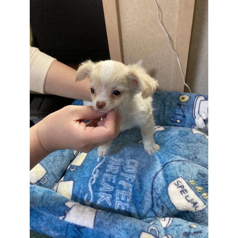 販売中の千葉県のチワワ(ロングコート)-438424の5枚目