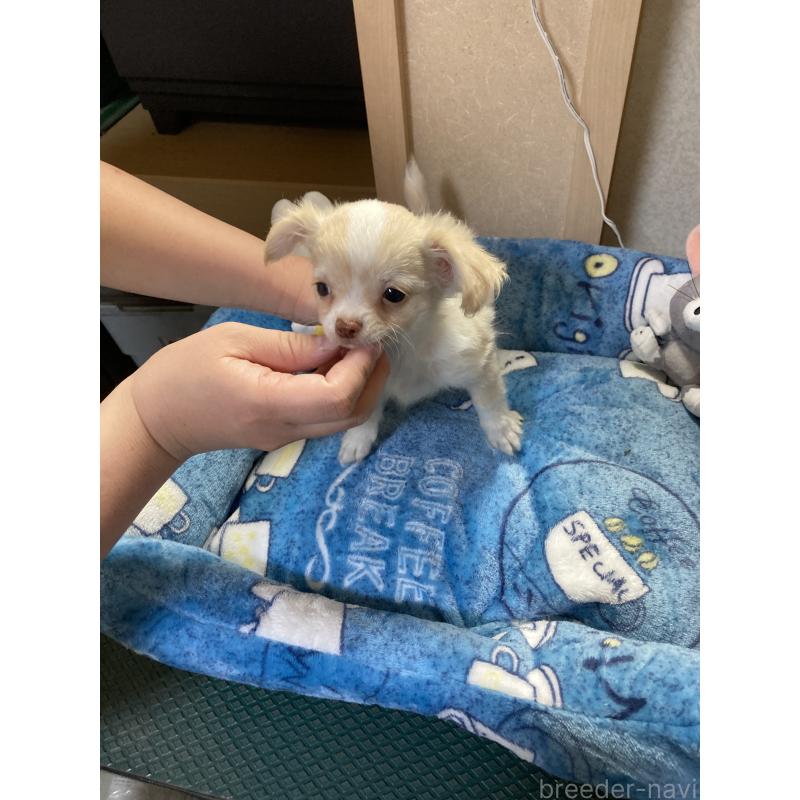 販売中の千葉県のチワワ(ロングコート)-438424の4枚目