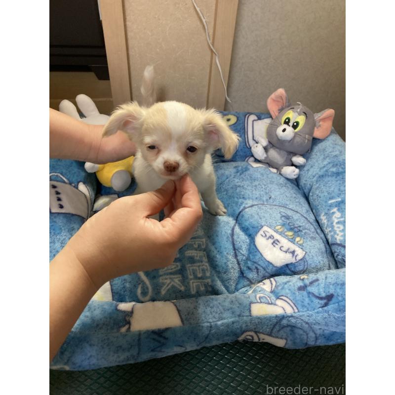 販売中の千葉県のチワワ(ロングコート)-438424の3枚目