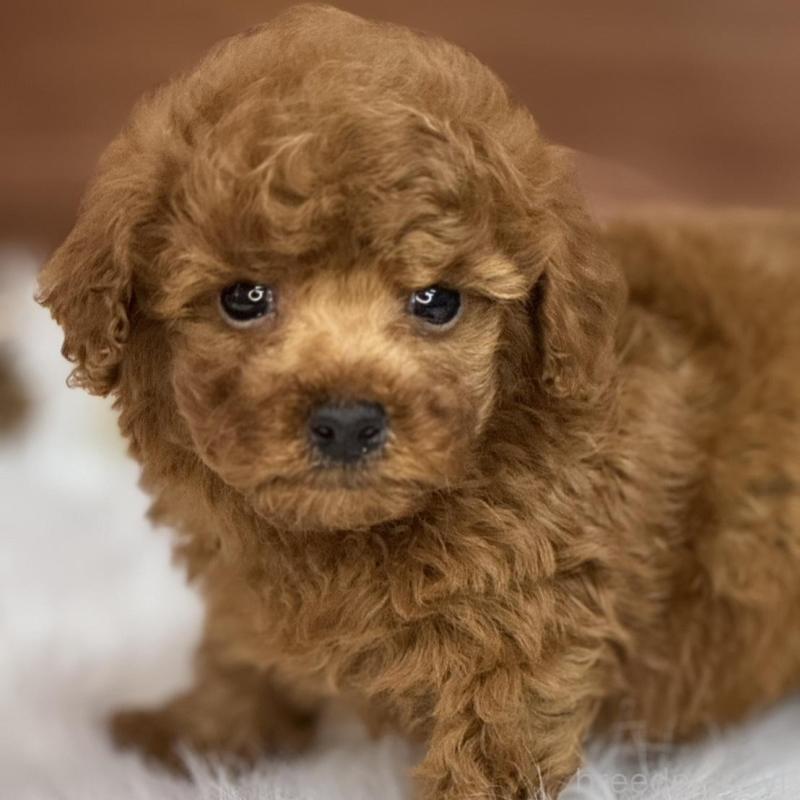 販売中の広島県のトイプードル-436647の10枚目