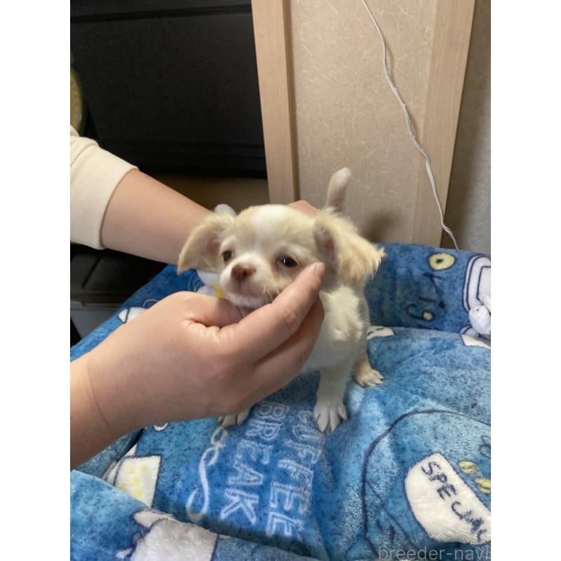 販売中の千葉県のチワワ(ロングコート)-438424の2枚目