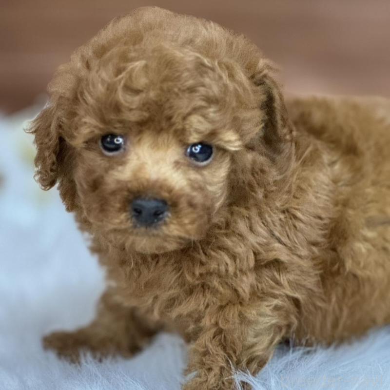 販売中の広島県のトイプードル-436647の9枚目