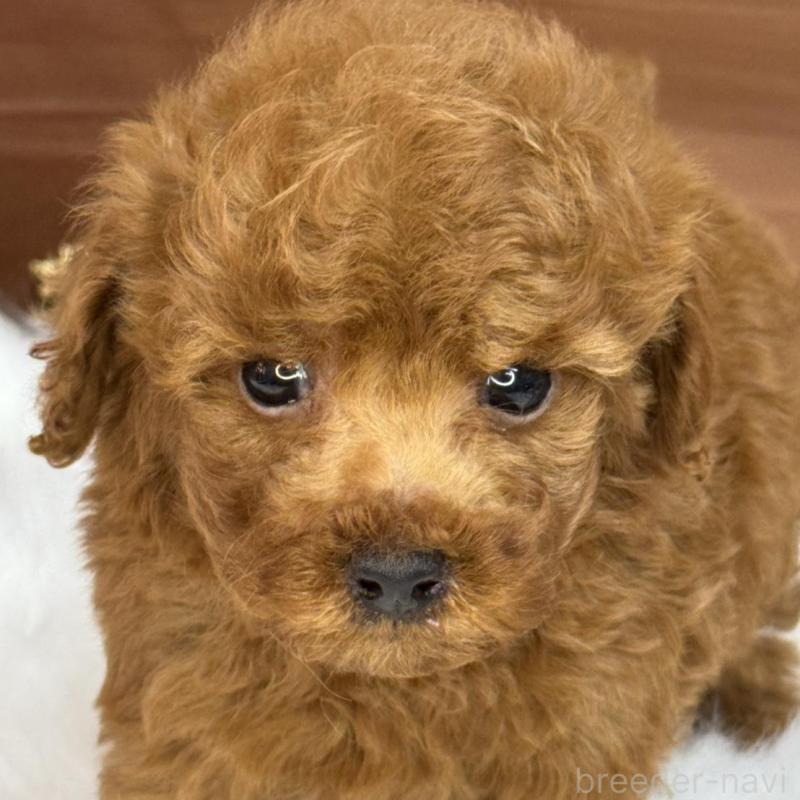 販売中の広島県のトイプードル-436647の8枚目