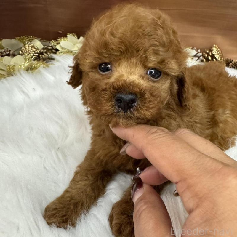 販売中の広島県のトイプードル-436647の7枚目