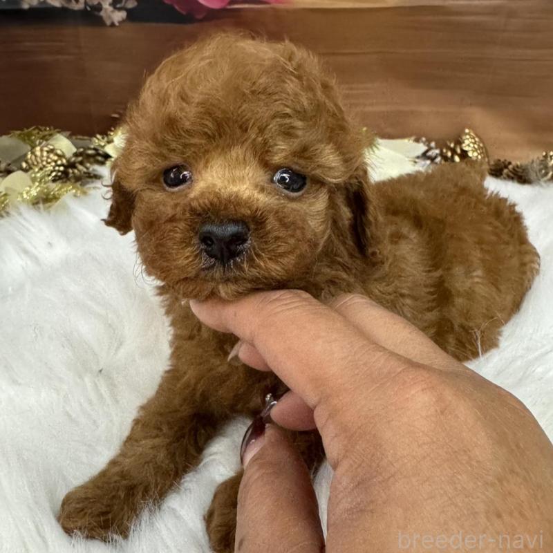 販売中の広島県のトイプードル-436647の6枚目