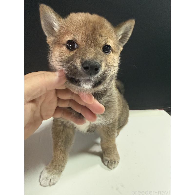 販売中の愛知県の柴犬-430894の2枚目