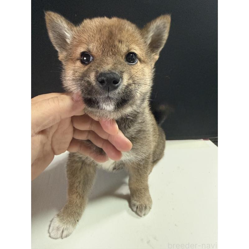 販売中の愛知県の柴犬-430894