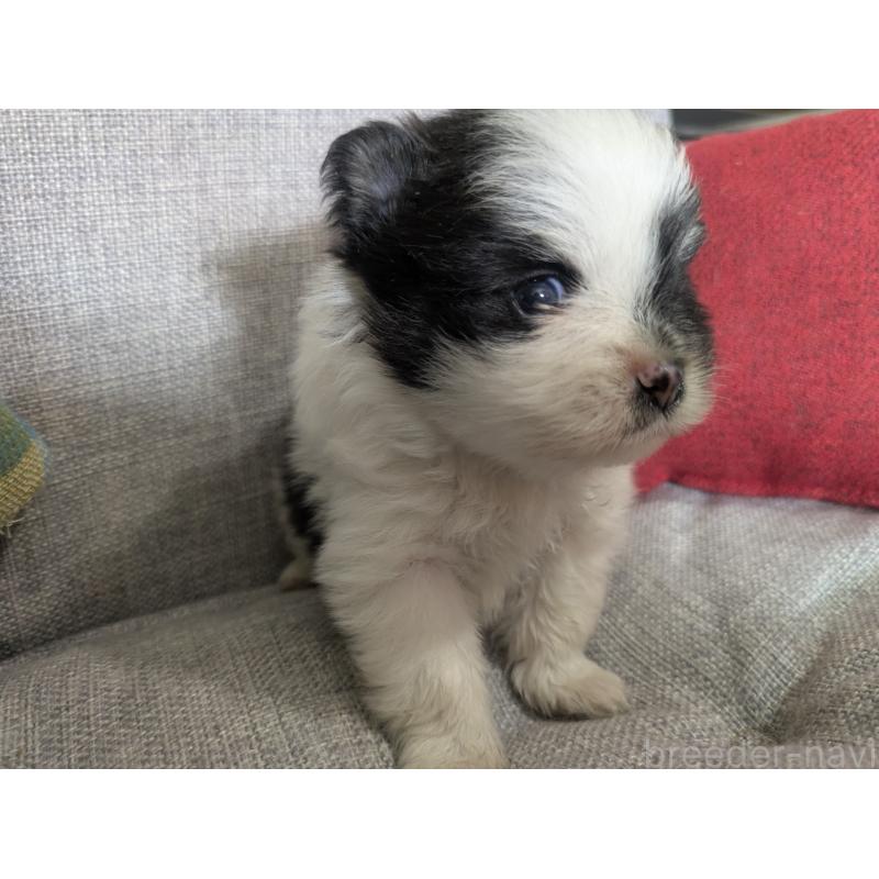 販売中の福岡県のポメラニアン-438426の14枚目