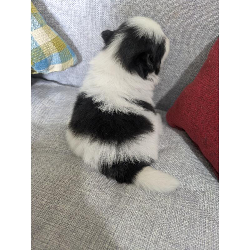 販売中の福岡県のポメラニアン-438426の13枚目