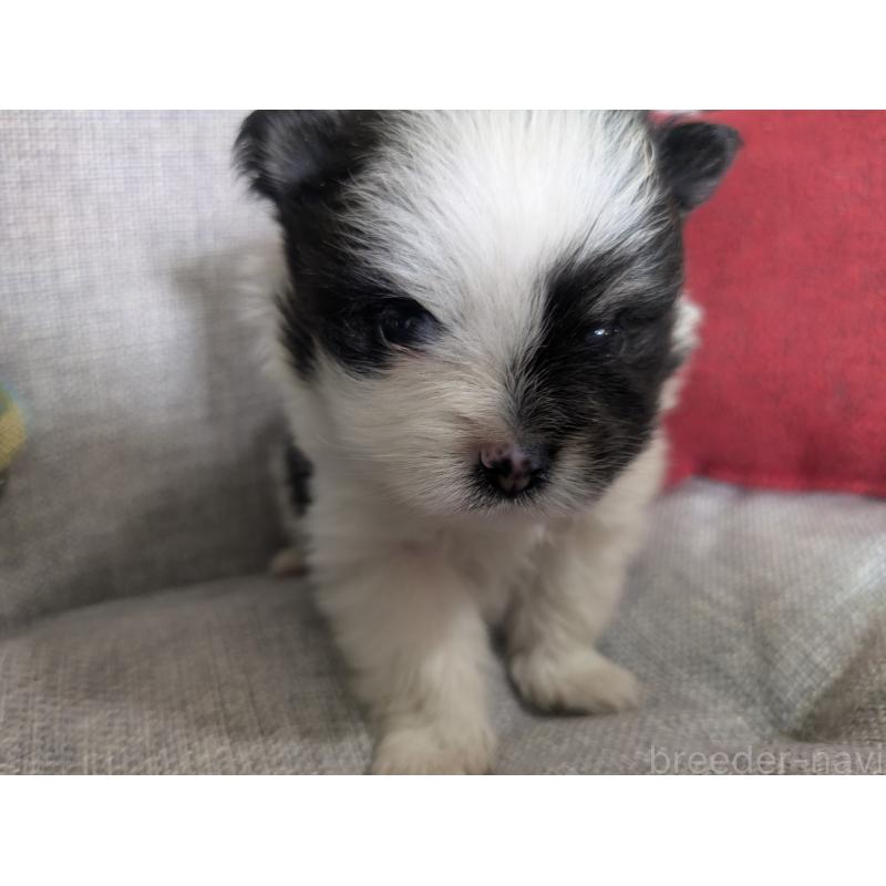販売中の福岡県のポメラニアン-438426の12枚目