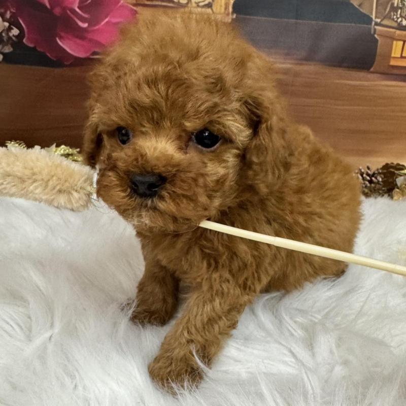 販売中の広島県のタイニープードル-437702の10枚目