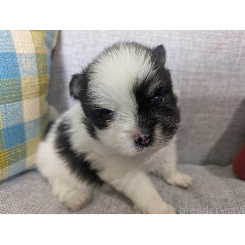 販売中の福岡県のポメラニアン-438426の11枚目