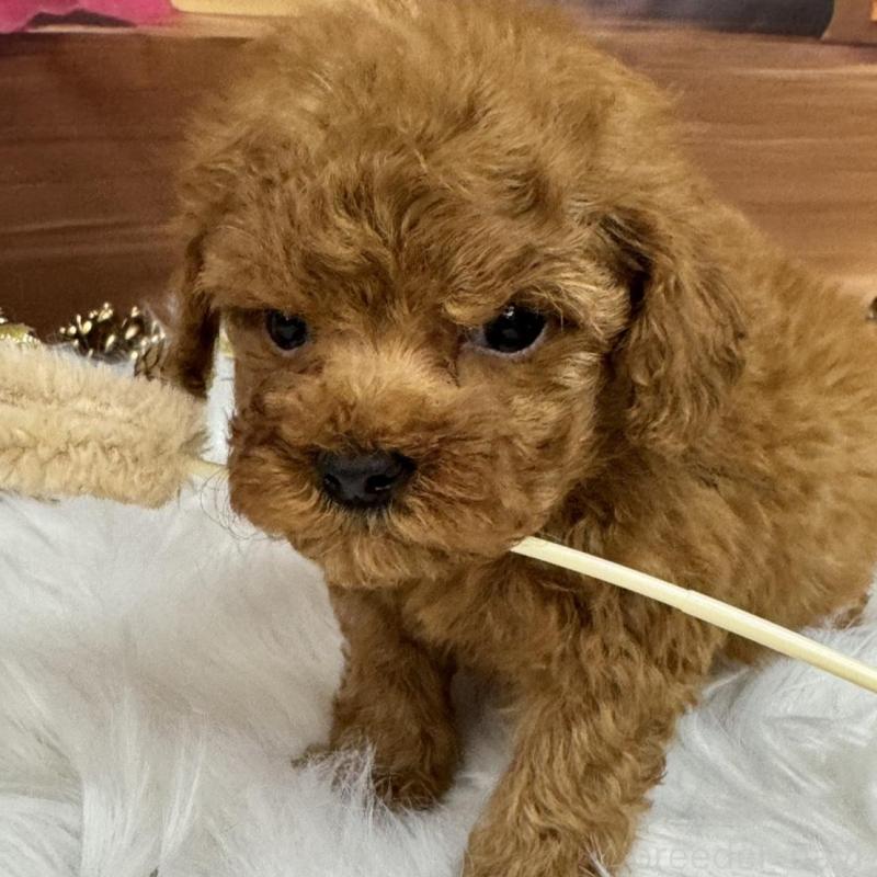 販売中の広島県のタイニープードル-437702の9枚目