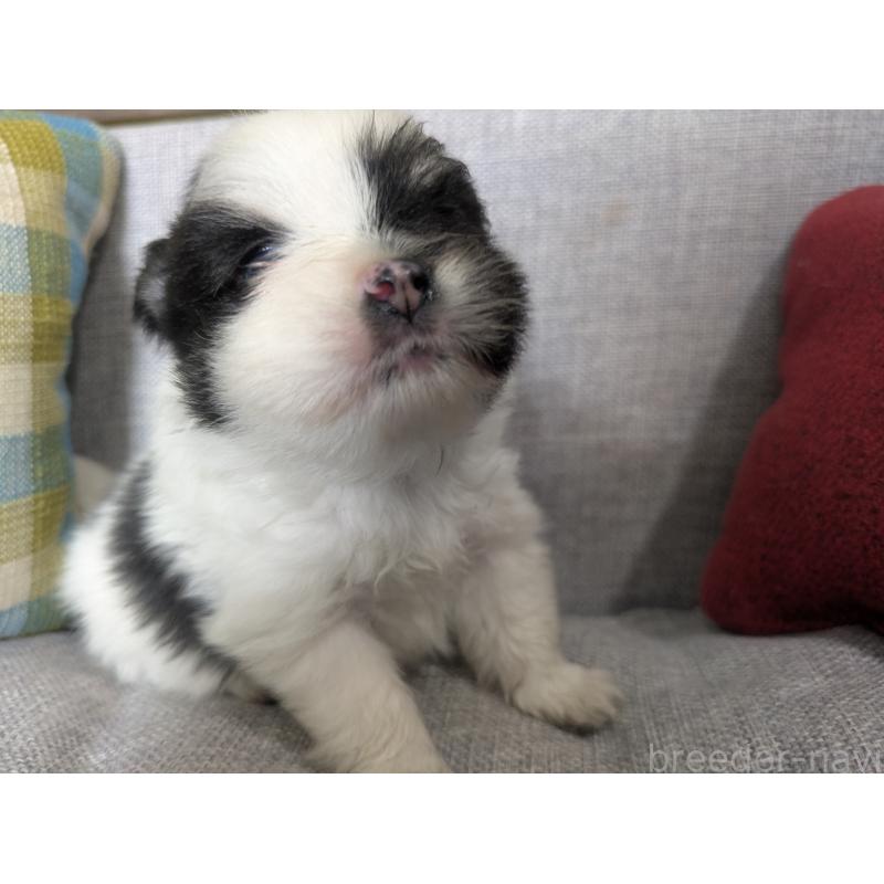 販売中の福岡県のポメラニアン-438426の10枚目