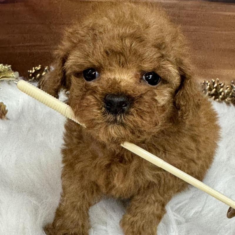 販売中の広島県のトイプードル-437702