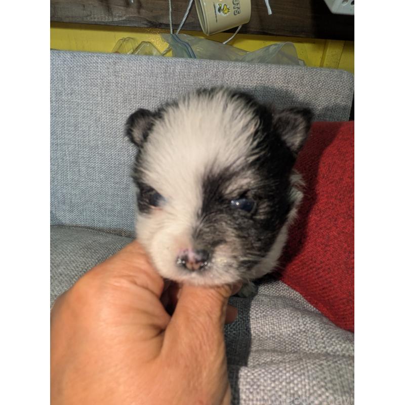 販売中の福岡県のポメラニアン-438426の9枚目