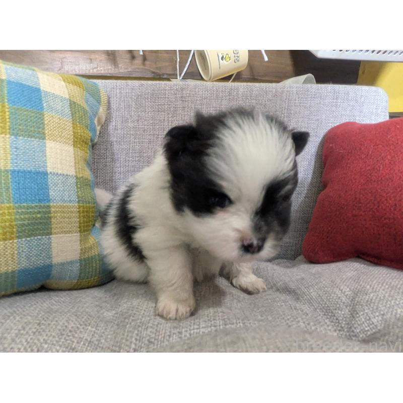 販売中の福岡県のポメラニアン-438426の8枚目