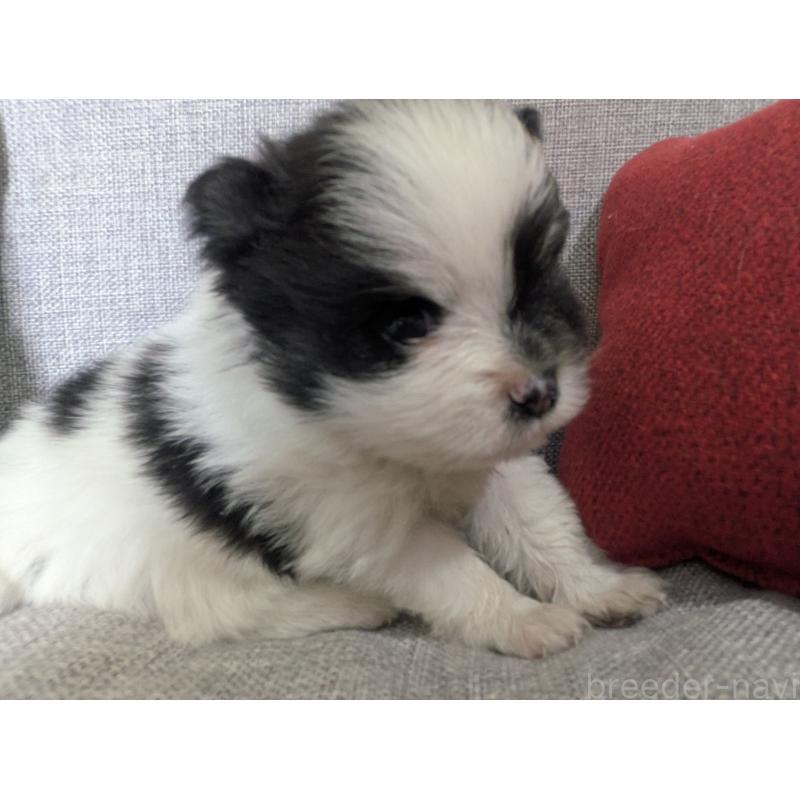 販売中の福岡県のポメラニアン-438426の6枚目