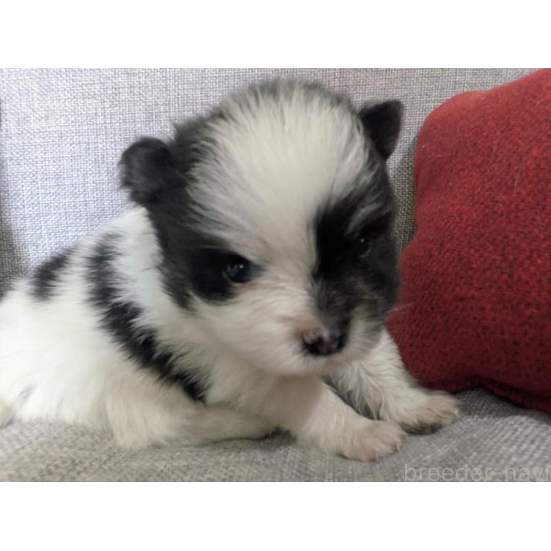 販売中の福岡県のポメラニアン-438426の5枚目