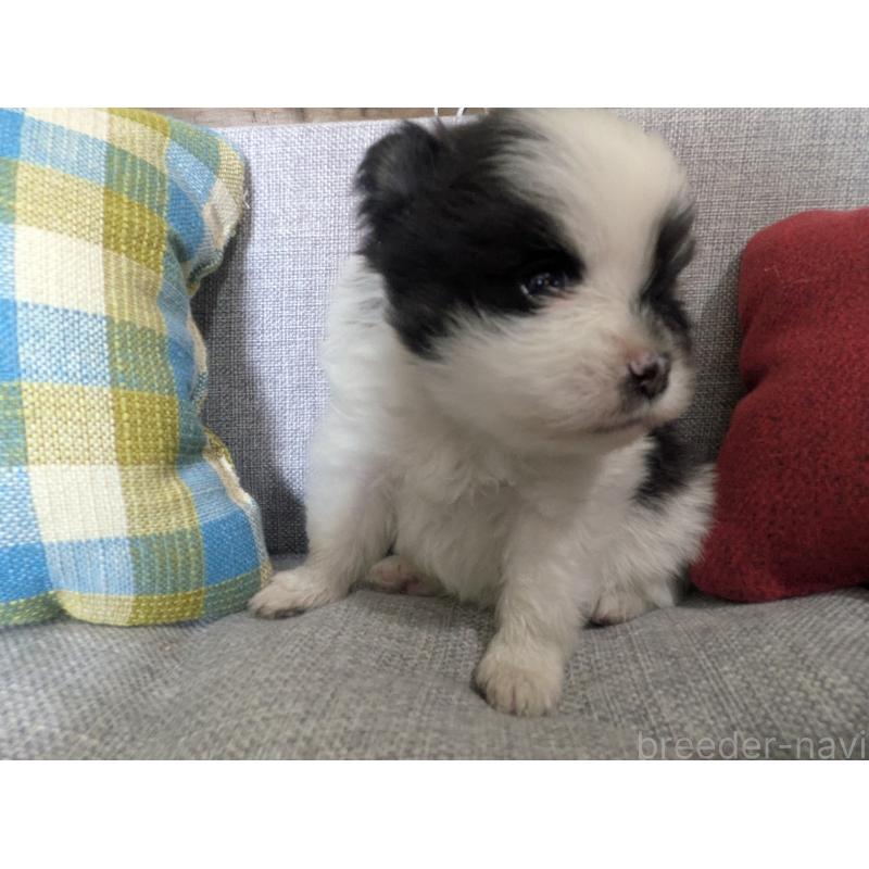 販売中の福岡県のポメラニアン-438426の3枚目