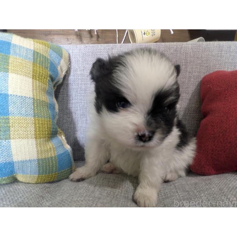 販売中の福岡県のポメラニアン-438426の2枚目