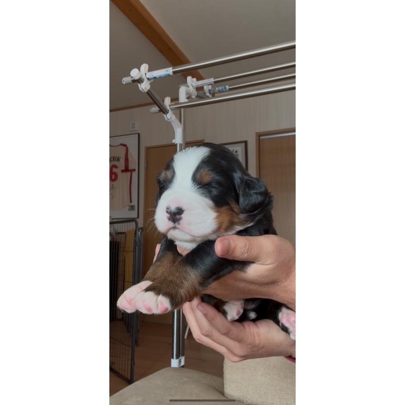 成約済の佐賀県のバーニーズマウンテンドッグ-437054の5枚目