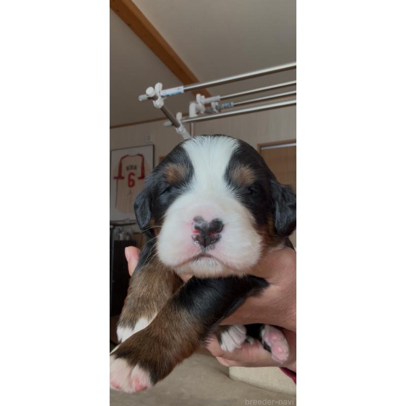 成約済の佐賀県のバーニーズマウンテンドッグ-437054の4枚目