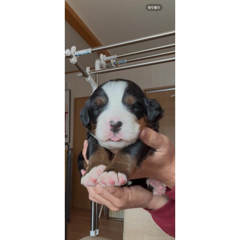 成約済の佐賀県のバーニーズマウンテンドッグ-437054の2枚目