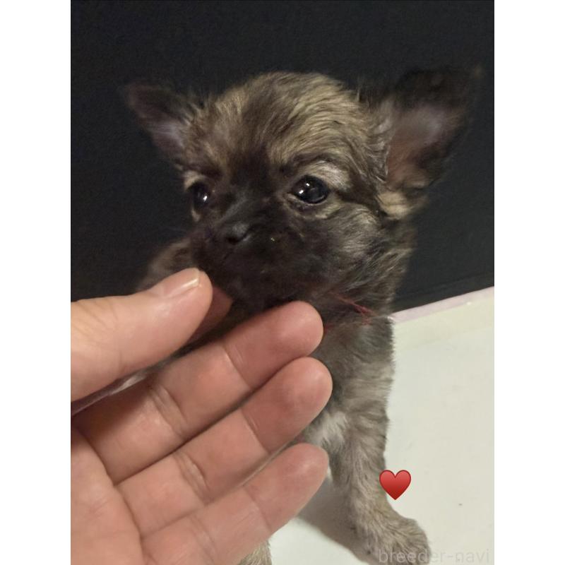 販売中の愛知県のチワワ(ロングコート)-436227