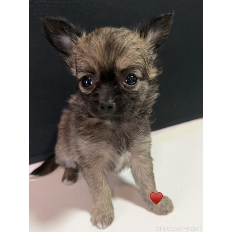 成約済の愛知県のチワワ(ロングコート)-436227の3枚目