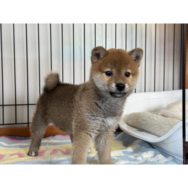 販売中の岡山県の柴犬-438427