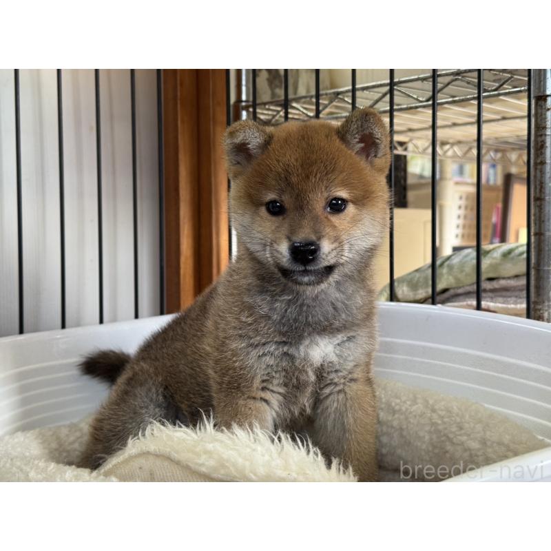 販売中の岡山県の柴犬-438427の5枚目