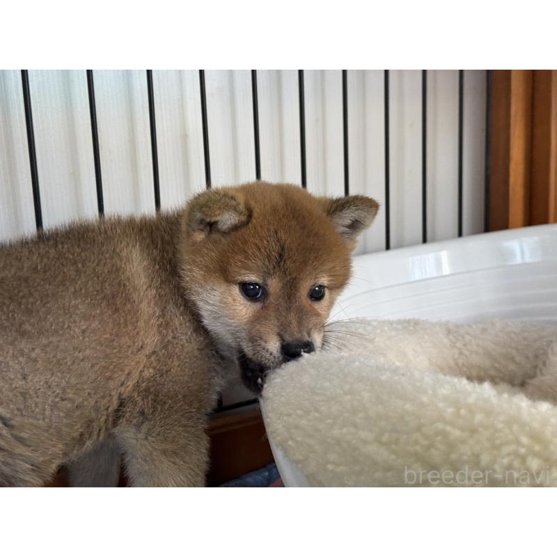 販売中の岡山県の柴犬-438427の4枚目