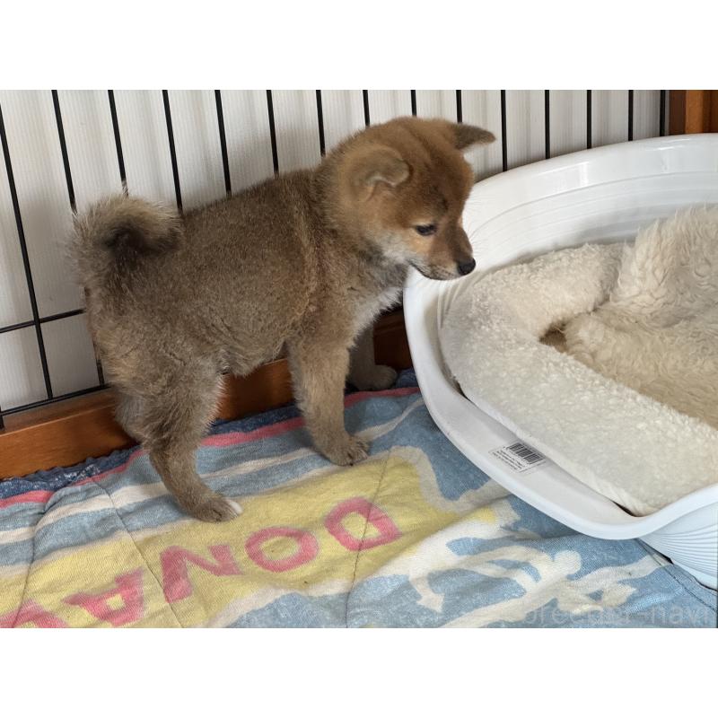 販売中の岡山県の柴犬-438427の3枚目