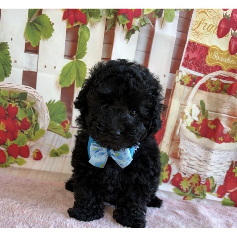 販売中の三重県のトイプードル-438428の6枚目