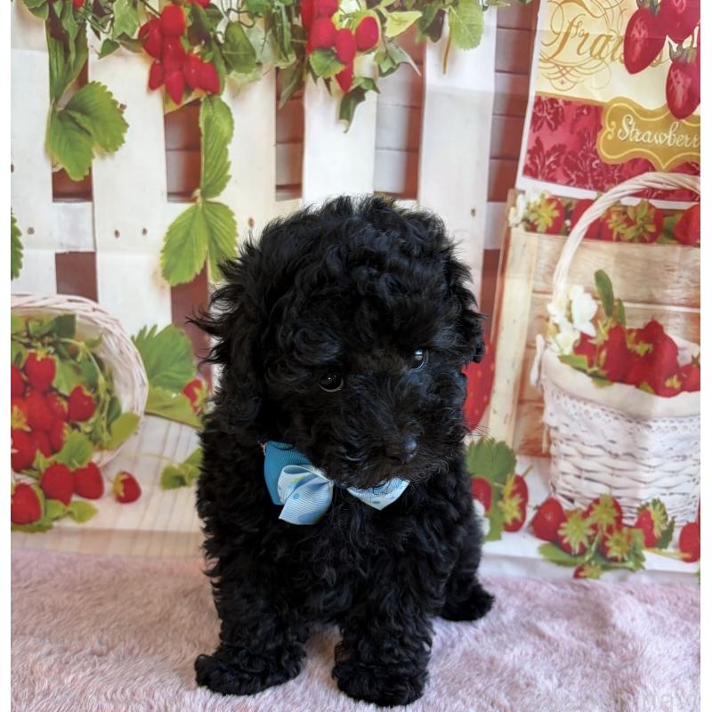 販売中の三重県のトイプードル-438428の5枚目