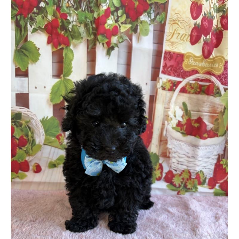 販売中の三重県のトイプードル-438428の4枚目