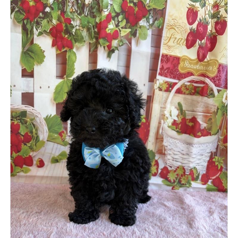 販売中の三重県のトイプードル-438428の3枚目