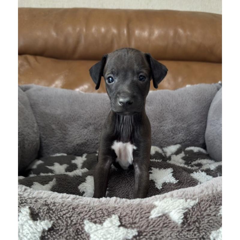 販売中の山梨県のイタリアングレーハウンド(イタグレ)-438430の3枚目